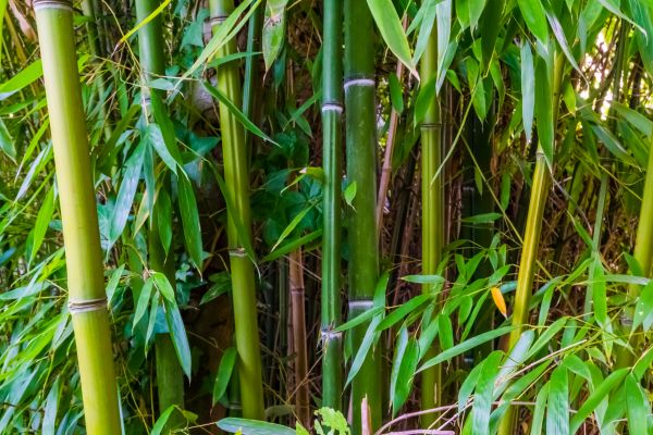Bamboo Trimming in Longmont