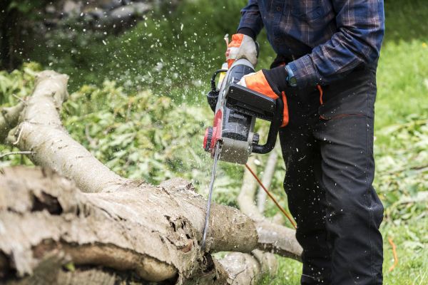 Branch Removal Service in Longmont
