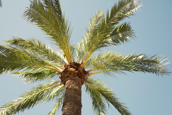 Palm Tree Pruning in Longmont