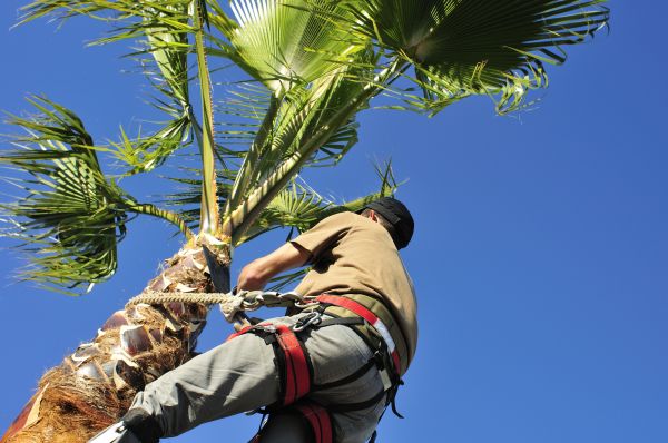 Palm Tree Trimming in Longmont