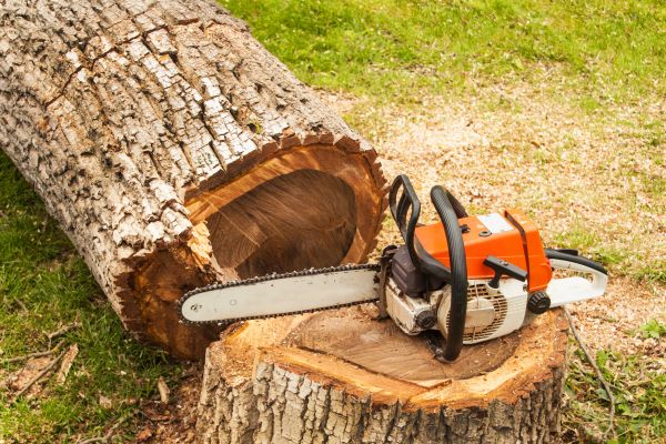 Tree Cutting Service in Longmont