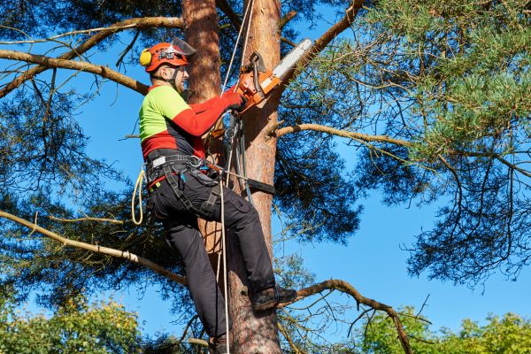 Tree Service in Longmont