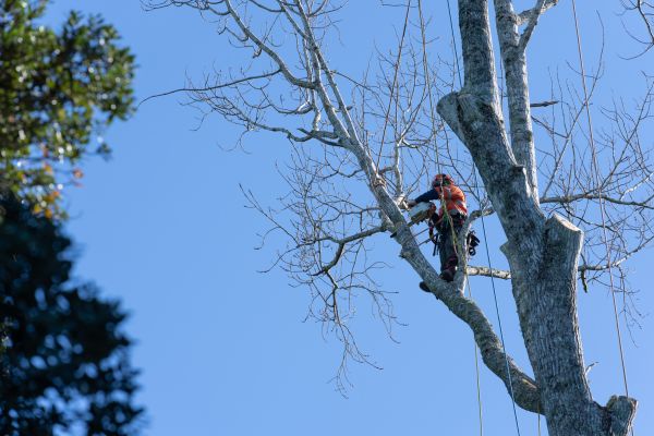 Tree Topping Service in Longmont