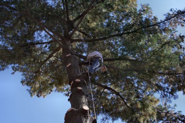 Trimming Service in Longmont