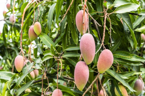 Mango Tree Trimming in Longmont