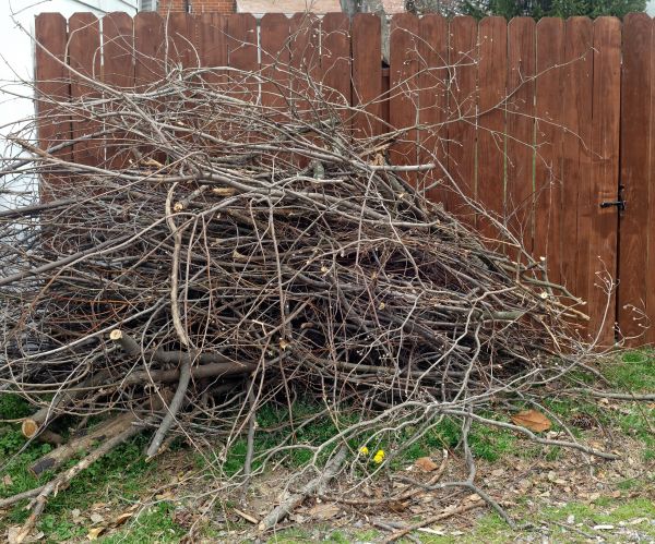 Dead Branch Removal in Longmont