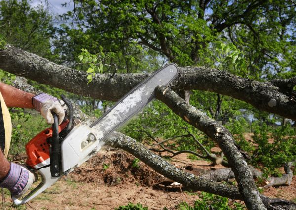 Tree Branch Cutting in Longmont