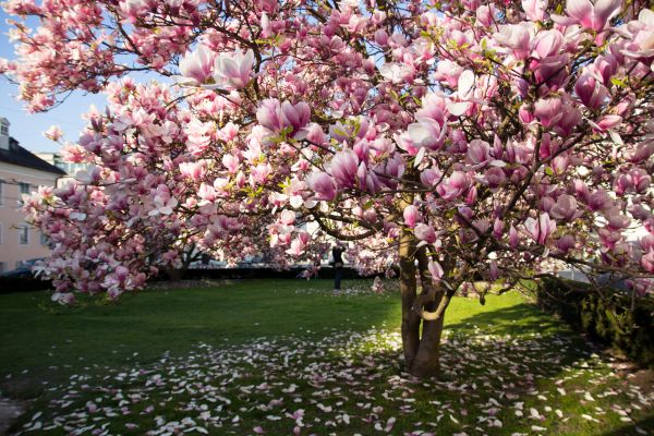 Ornamental Tree Pruning in Longmont