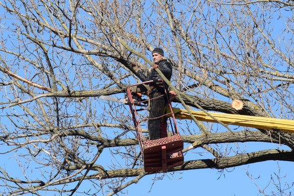 Emergency Tree Trimming in Longmont