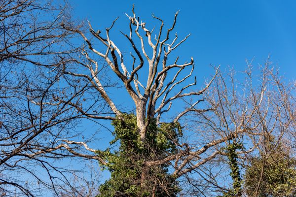 Deadwood Removal in Longmont
