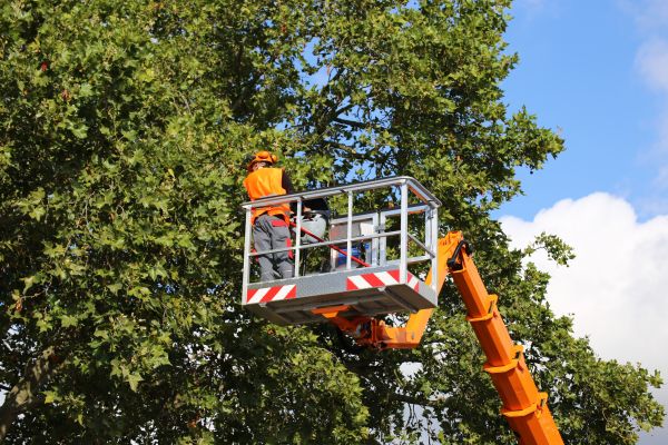 Commercial Tree Service in Longmont
