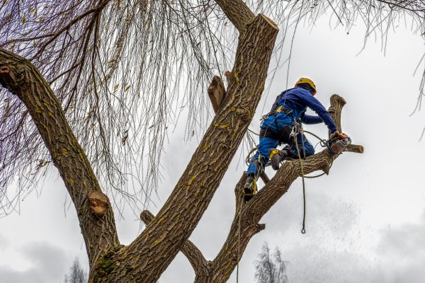 Tree Maintenance Service in Longmont