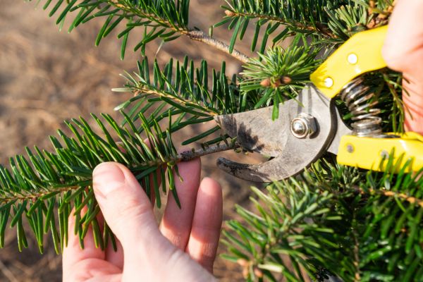 Pine Tree Pruning in Longmont