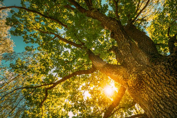 Oak Tree Pruning in Longmont