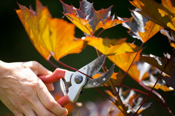 Maple Tree Pruning in Longmont