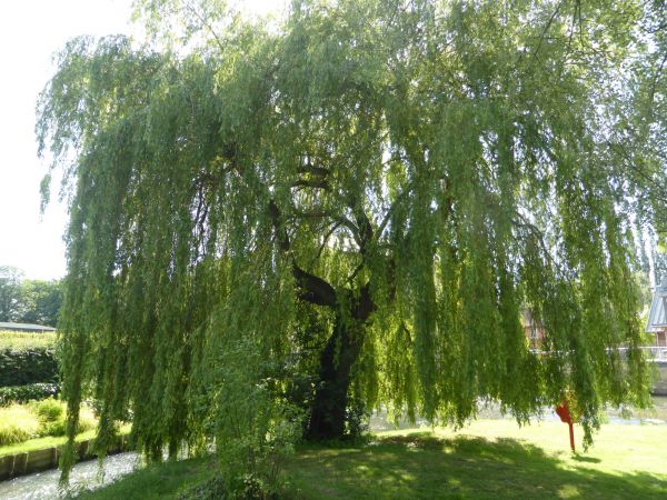 Willow Tree Trimming in Longmont