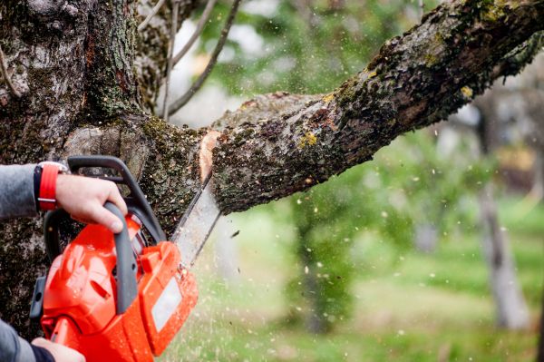 Tree Limbs Removal in Longmont