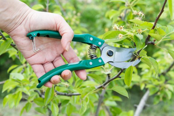 Pear Tree Pruning in Longmont