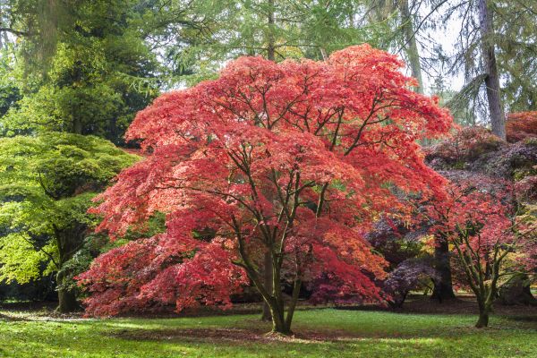 Japanese Maple Pruning in Longmont