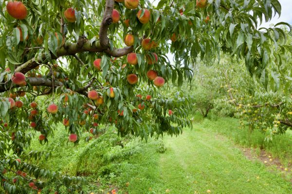 Peach Tree Pruning in Longmont