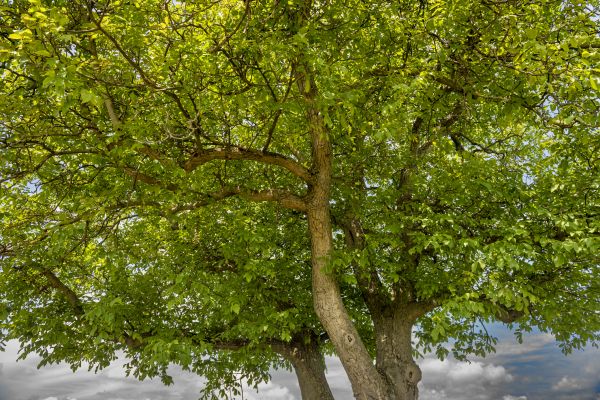 Walnut Tree Trimming in Longmont