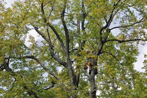 Tree Crown Shaping in Longmont