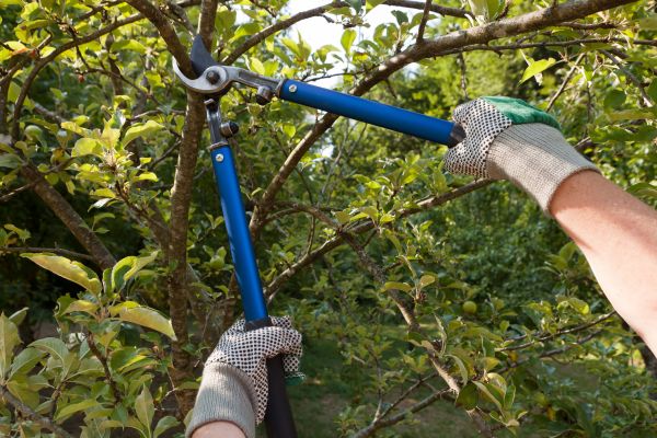 Residential Tree Pruning in Longmont
