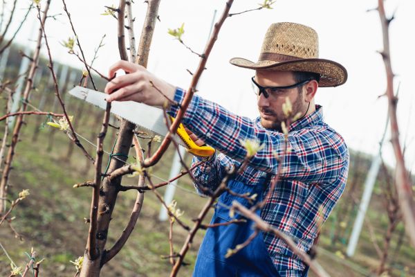 Orchard Tree Pruning in Longmont