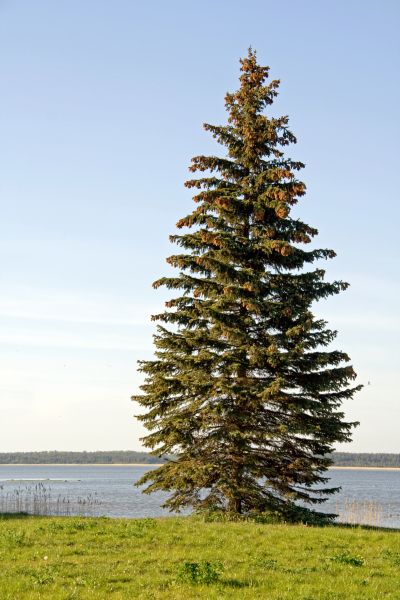 Spruce Tree Pruning in Longmont