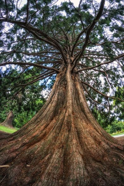 Cedar Tree Pruning in Longmont