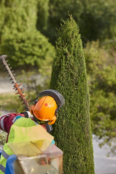 Cypress Tree Trimming in Longmont
