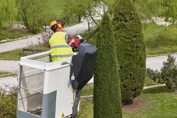 Cypress Tree Pruning in Longmont