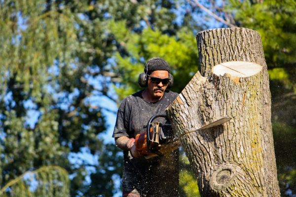 Ash Tree Pruning in Longmont