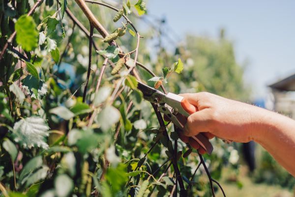 Birch Tree Pruning in Longmont