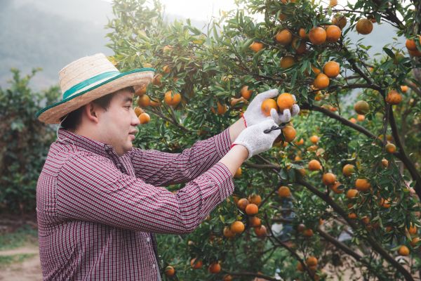 Orange Tree Pruning in Longmont