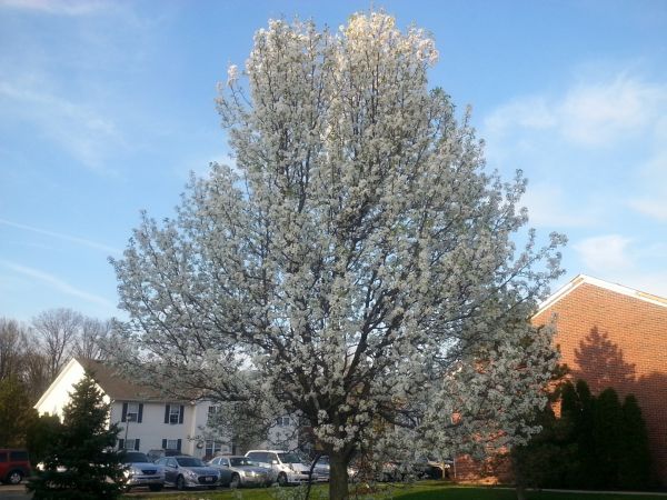 Bradford Pear Tree Pruning in Longmont