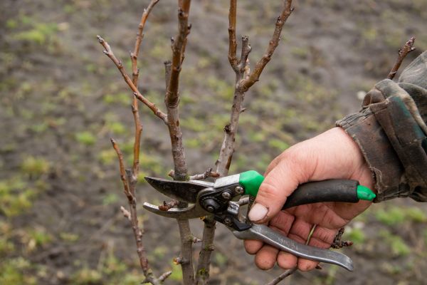 Pear Trees Pruning in Longmont