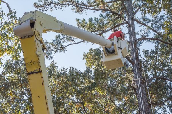 Limbs Trimming in Longmont