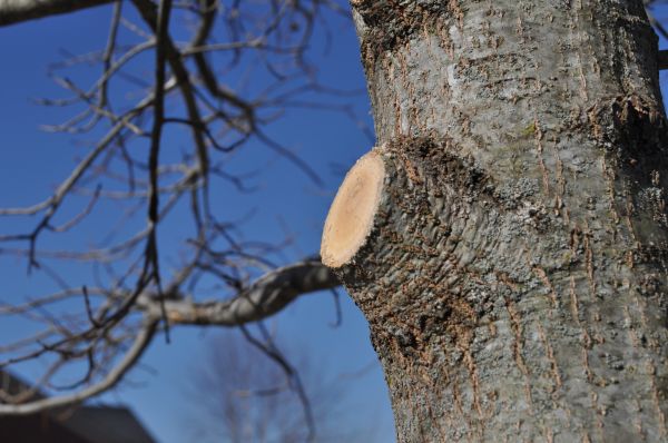 Limb Pruning in Longmont