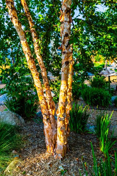 River Birch Trimming in Longmont