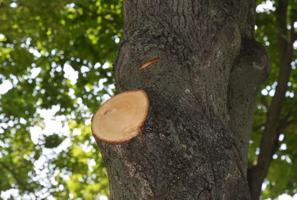 Limb Cutting in Longmont