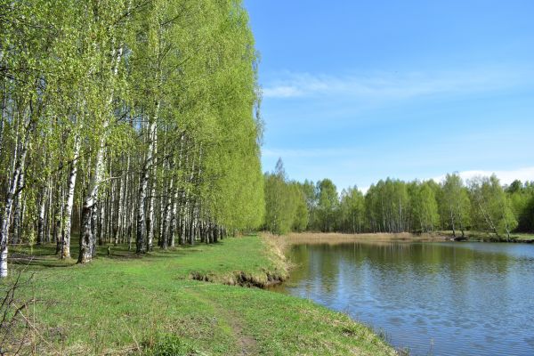 River Birch Pruning in Longmont