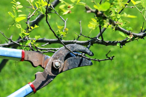 Branches Pruning in Longmont