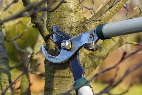 Tree Limb Trimming Service in Longmont