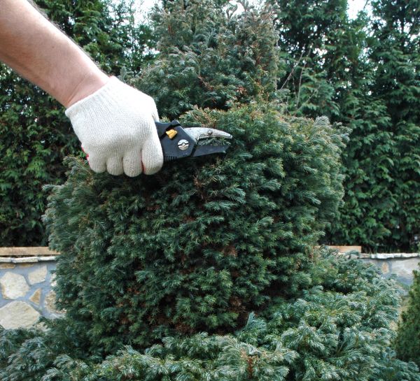Ornamental Tree Trimming in Longmont