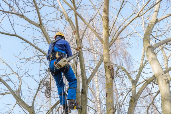 Large Tree Trimming in Longmont