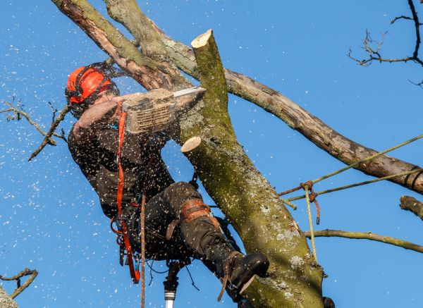 Tree Trimming Service in Longmont