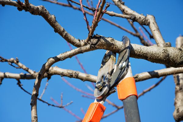 Tree Pruning in Longmont