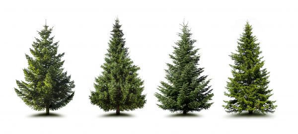 Cost of Pine Tree Trimming in Longmont