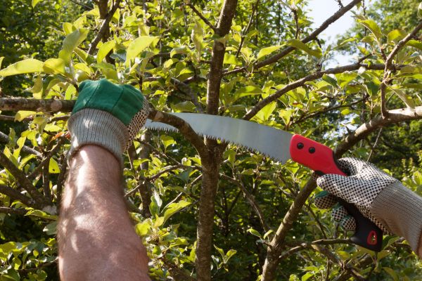 Apple Tree Trimming in Longmont